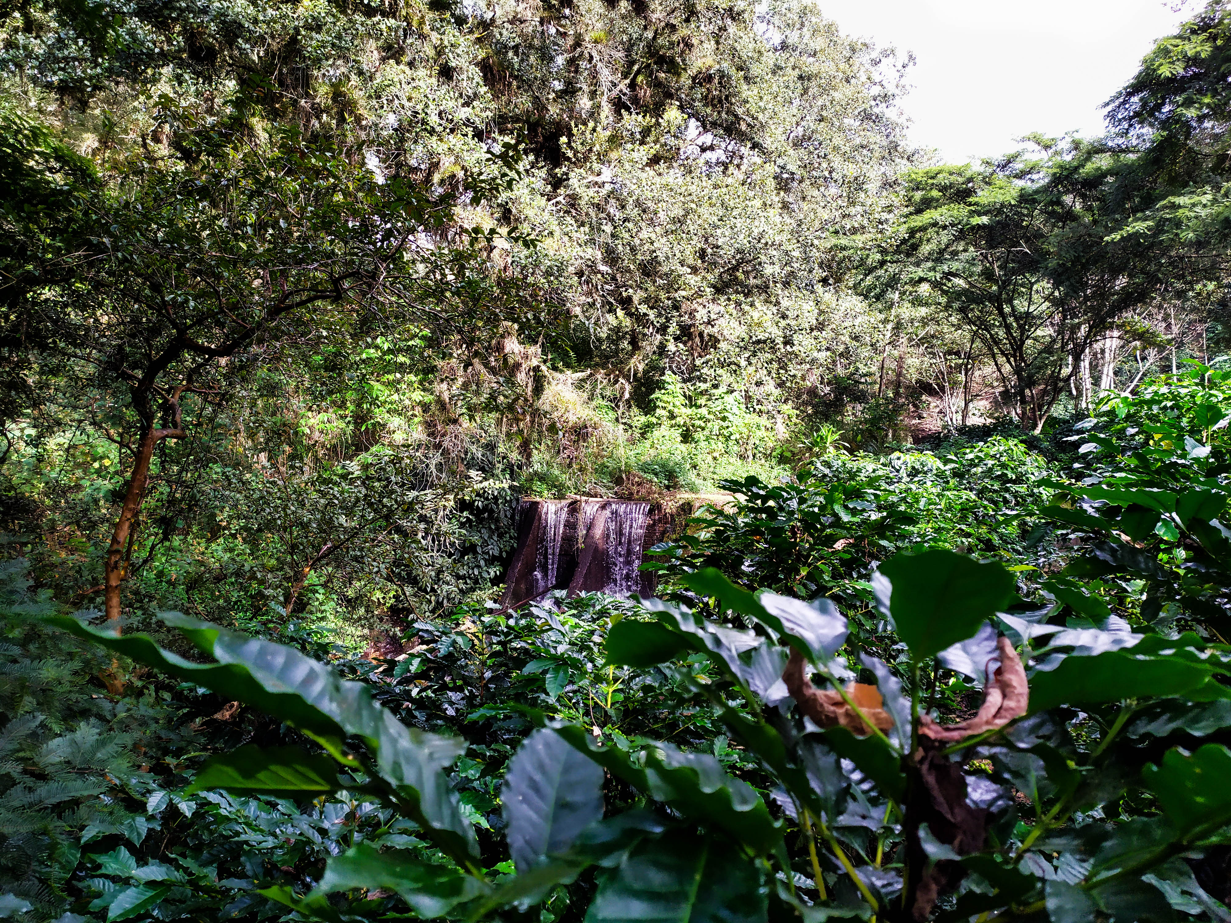 Shade-grown coffee plants surrounded by the forest at Finca Los Manantiales