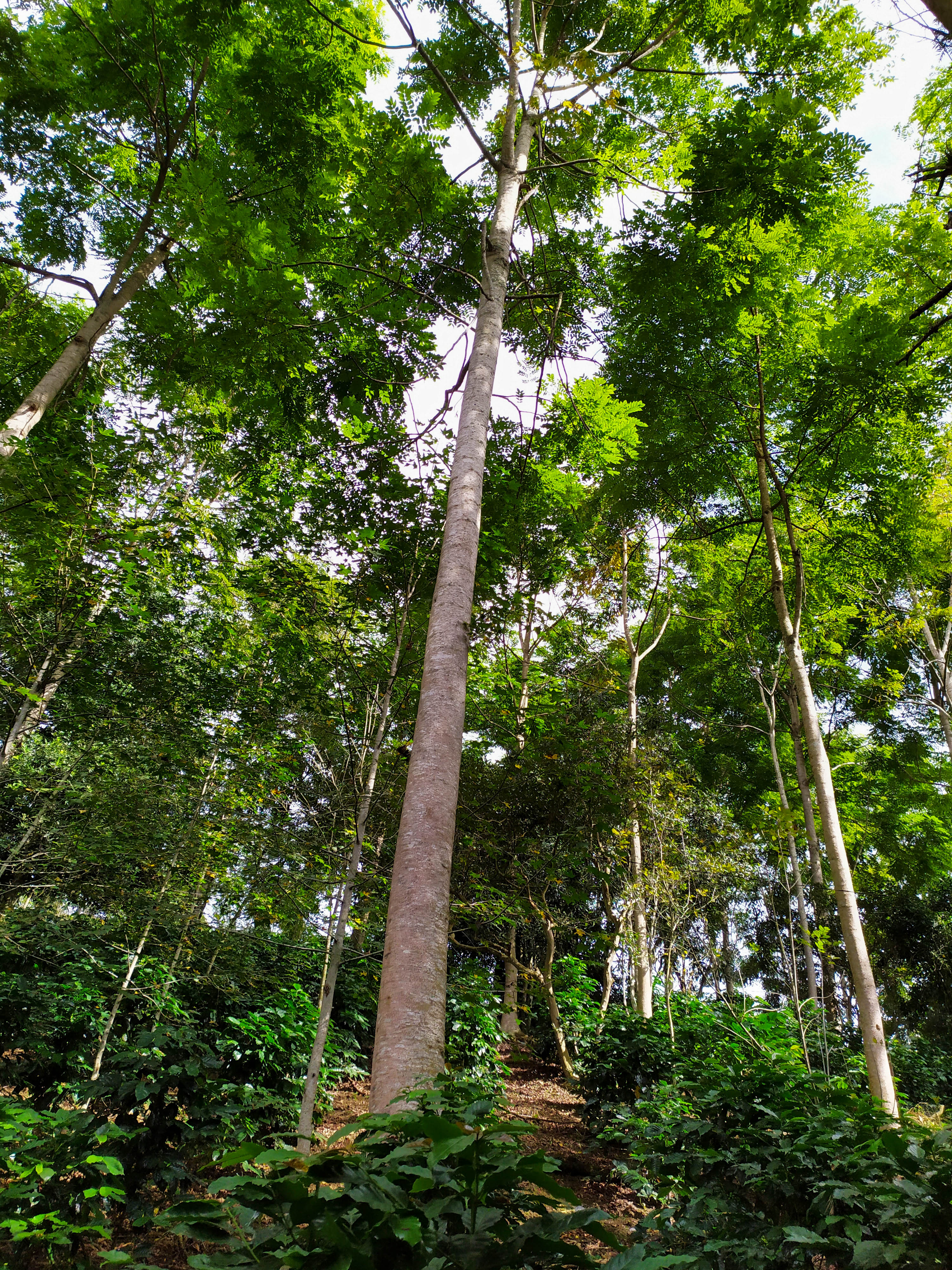Tall shade trees rising above coffee plants at the family farm
